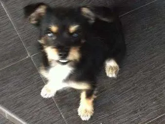 Cachorro ra a Misturado idade 2 a 6 meses nome Ella