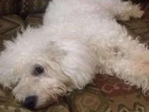 Cachorro raça poodle idade  nome Luma
