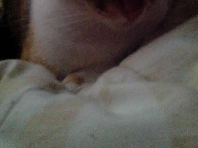 Gato ra a Vira lata idade 2 anos nome Minie