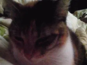 Gato raça Vira lata idade 2 anos nome Minie