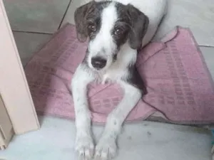Cachorro raça Vira lata idade 7 a 11 meses nome Belinha
