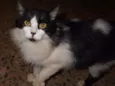 desconhecido