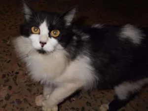Gato raça desconhecida idade  nome desconhecido