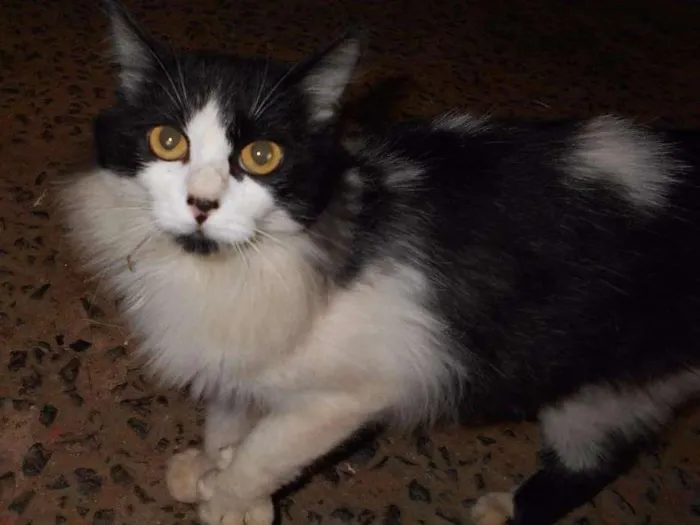 Gato ra a desconhecida idade  nome desconhecido