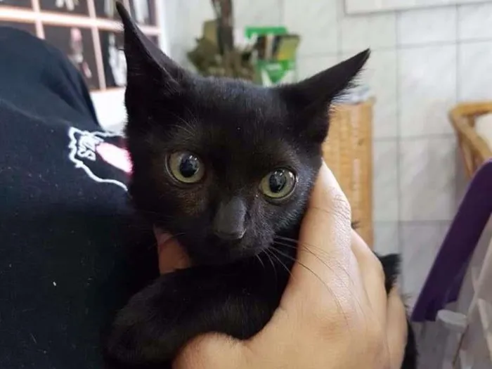 Gato ra a SRD idade 2 a 6 meses nome Pretinho 