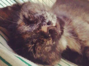 Gato raça vl idade 2 a 6 meses nome Raspadinha
