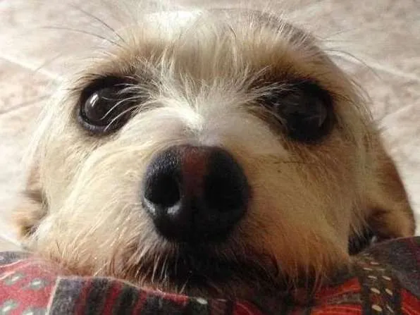 Cachorro ra a SRD idade 4 anos nome Formiga