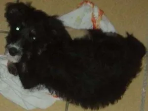 Cachorro raça Viralata idade 2 a 6 meses nome Aish