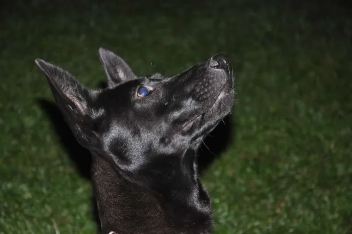 Cachorro ra a Rnd idade 7 a 11 meses nome Jujuba
