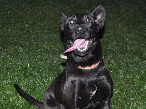 Cachorro ra a Rnd idade 7 a 11 meses nome Jujuba