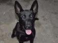 Jujuba