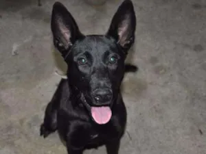 Cachorro raça Rnd idade 7 a 11 meses nome Jujuba