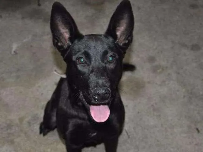 Cachorro ra a Rnd idade 7 a 11 meses nome Jujuba