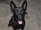 Cachorro raça Rnd idade 7 a 11 meses nome Jujuba