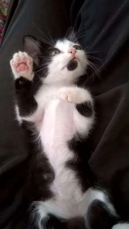 Gato raça  idade 2 a 6 meses nome FRAJOLA