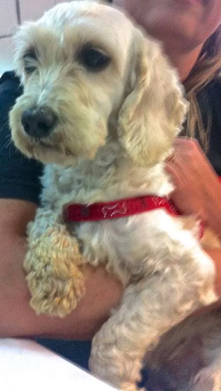 Cachorro ra a  idade 4 anos nome Cristal Pequenina