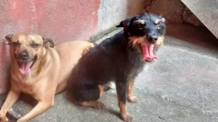 Cachorro ra a SRD idade 5 anos nome Billy e Duque