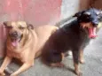 Billy e Duque