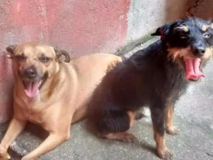 Cachorro ra a SRD idade 5 anos nome Billy e Duque