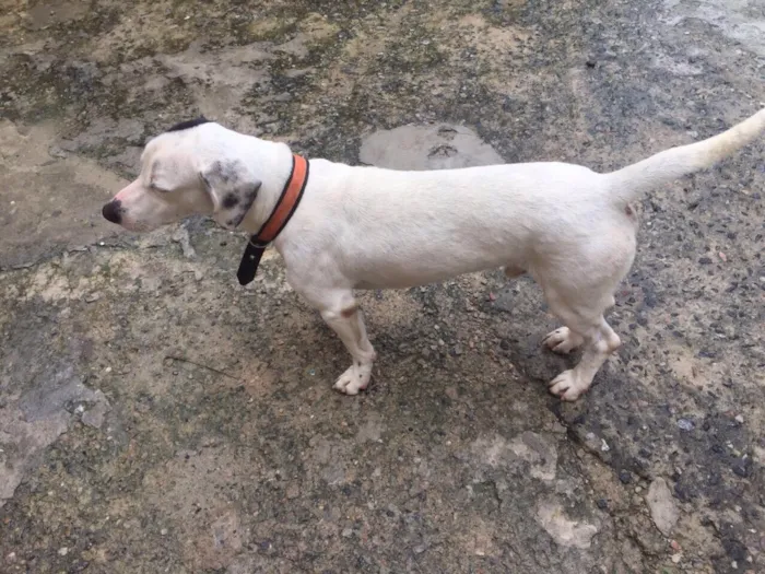 Cachorro ra a Vira lata idade 2 anos nome Ted