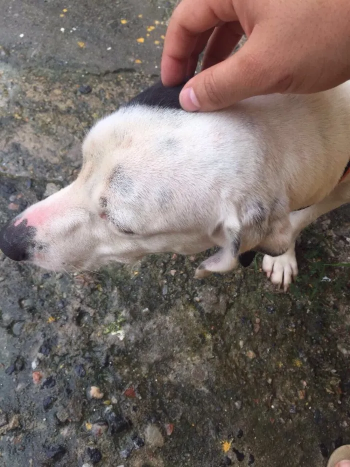 Cachorro ra a Vira lata idade 2 anos nome Ted