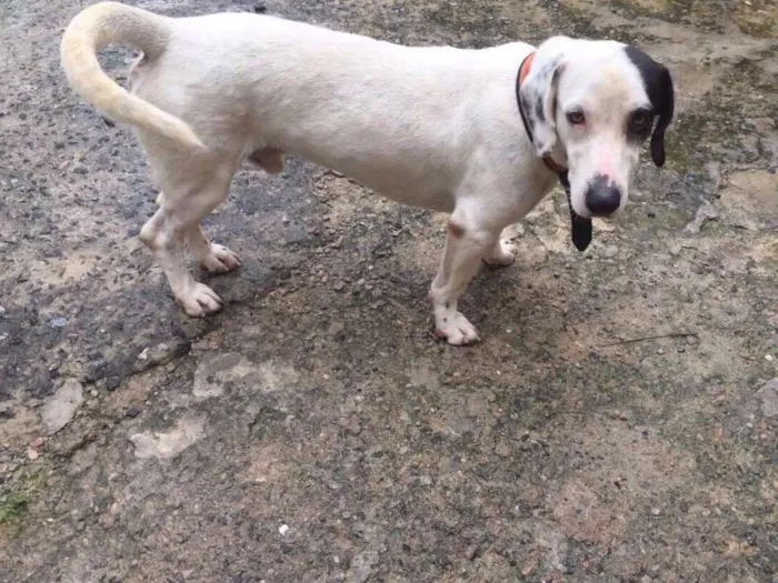 Cachorro ra a Vira lata idade 2 anos nome Ted