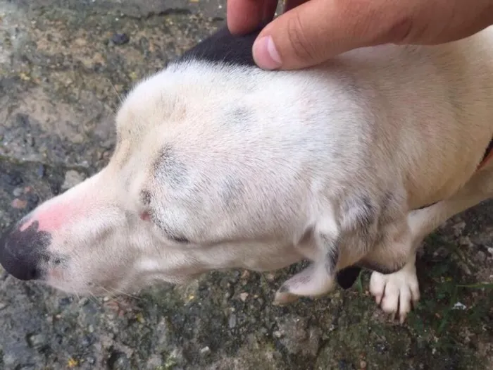 Cachorro ra a Vira lata idade 2 anos nome Ted