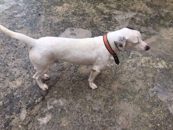 Cachorro ra a Vira lata idade 2 anos nome Ted