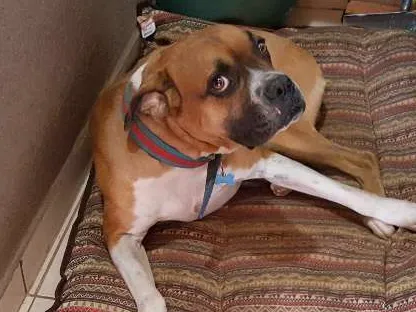 Cachorro ra a Boxer idade 4 anos nome Chico