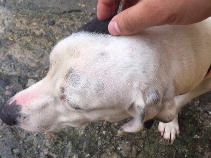 Cachorro ra a Vira lata idade 2 anos nome Ted