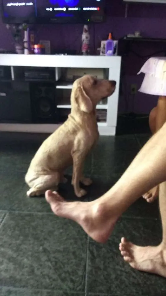 Cachorro ra a Cocker Spaniel  com poodle. idade 5 anos nome Bob