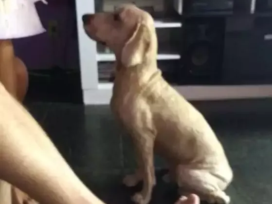 Cachorro ra a Cocker Spaniel  com poodle. idade 5 anos nome Bob