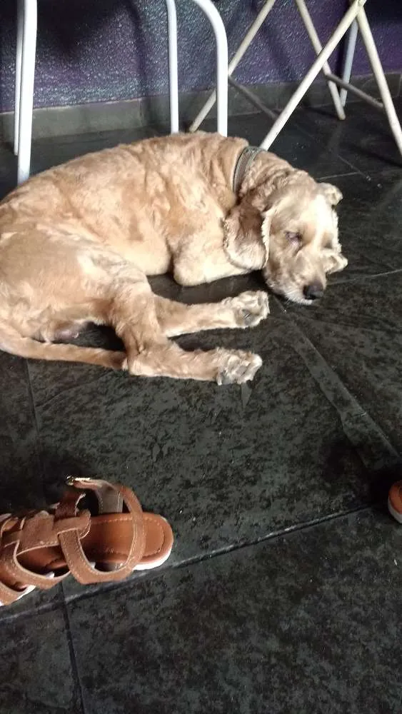 Cachorro ra a Cocker Spaniel  com poodle. idade 5 anos nome Bob