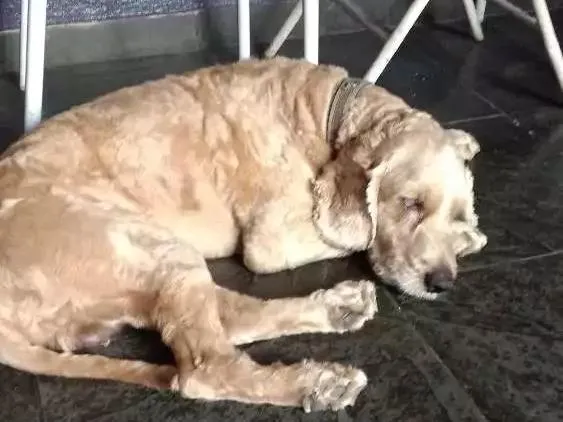 Cachorro ra a Cocker Spaniel  com poodle. idade 5 anos nome Bob