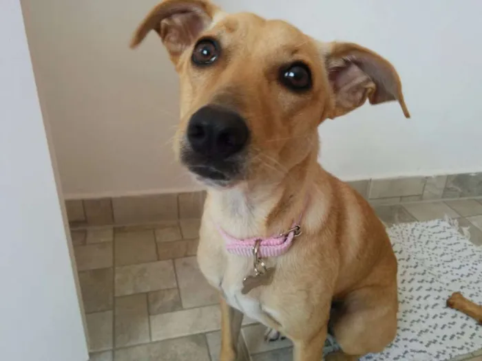 Cachorro ra a Sem raça  idade 2 anos nome Mel 
