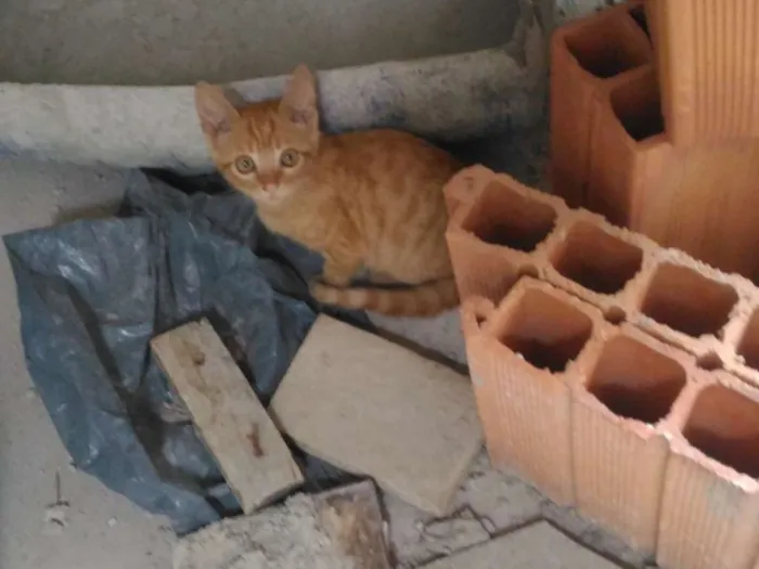 Gato ra a Sem raça definida idade 2 a 6 meses nome Maurício
