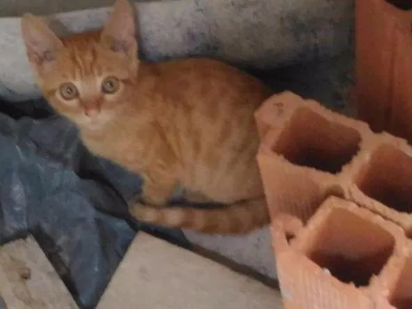 Gato ra a Sem raça definida idade 2 a 6 meses nome Maurício