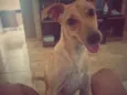 Mel