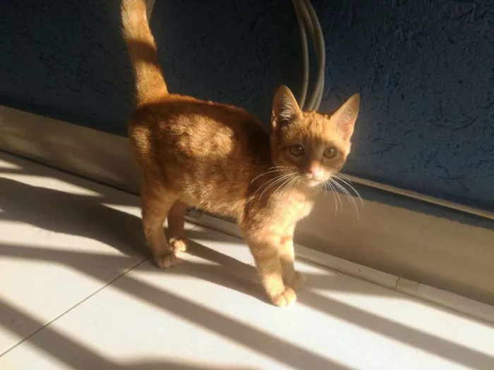 Gato ra a Sem raça definida idade 2 a 6 meses nome Maurício