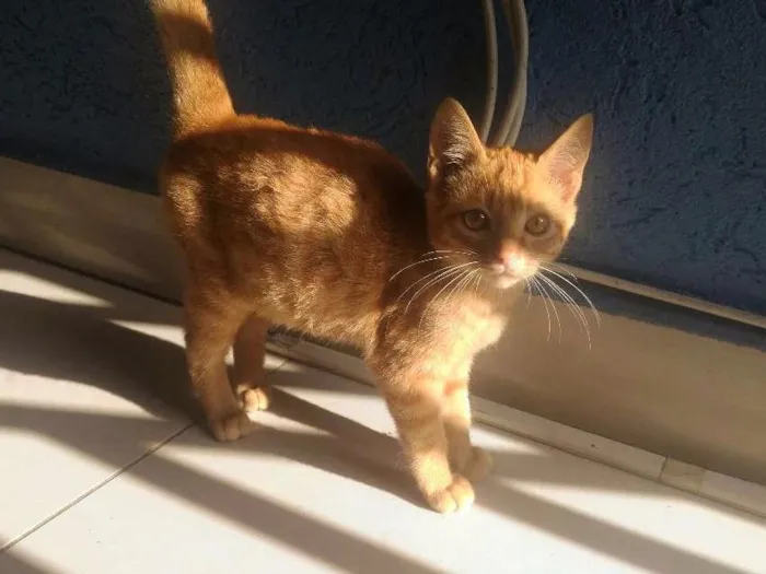 Gato ra a Sem raça definida idade 2 a 6 meses nome Maurício