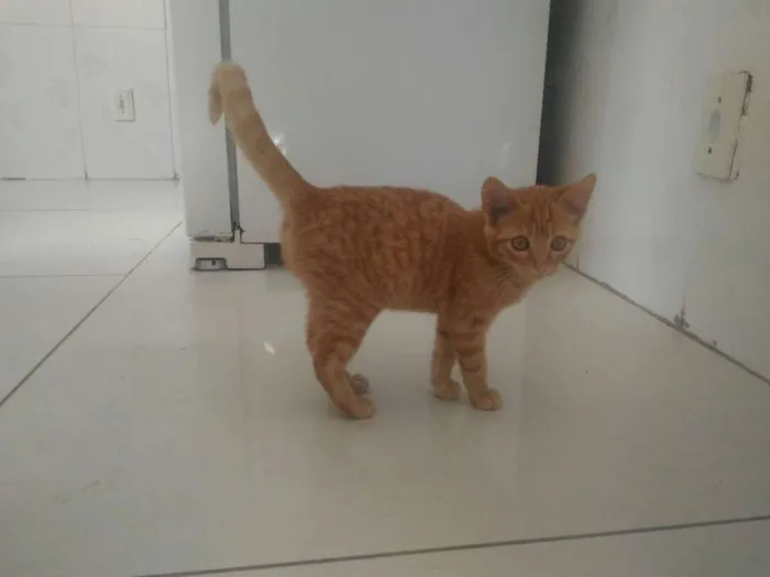 Gato ra a Sem raça definida idade 2 a 6 meses nome Maurício