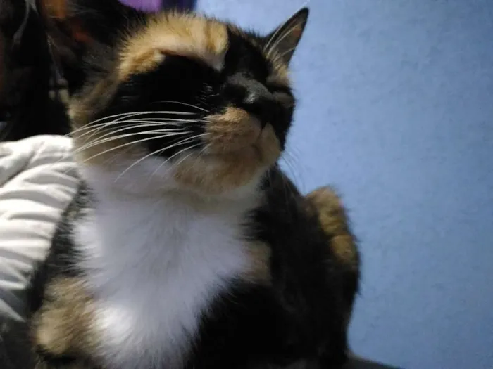 Gato ra a Sem raça definida idade 2 anos nome Ordinária