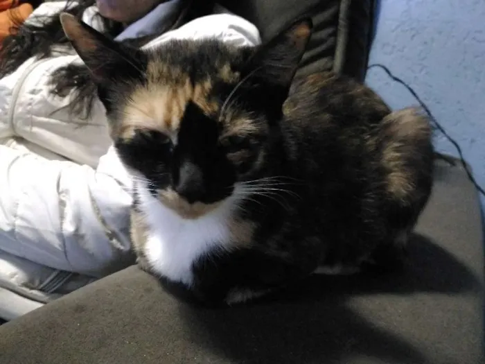 Gato ra a Sem raça definida idade 2 anos nome Ordinária