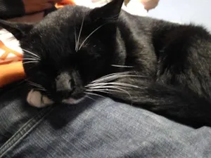 Gato raça Sem raça definida idade 2 anos nome Timão