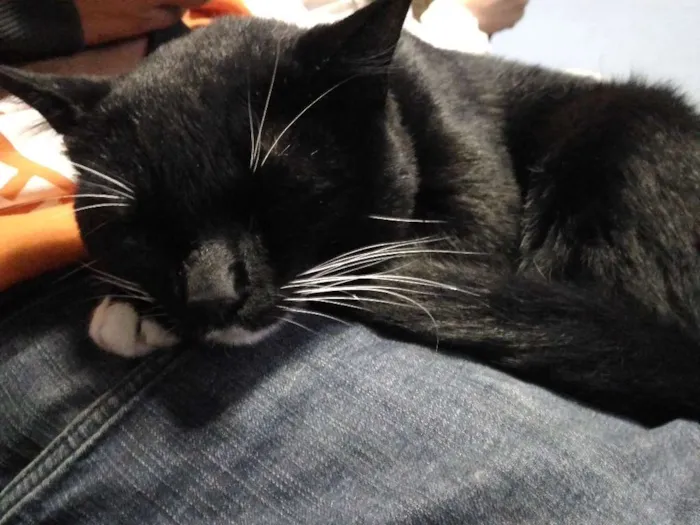 Gato ra a Sem raça definida idade 2 anos nome Timão