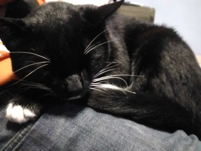 Gato ra a Sem raça definida idade 2 anos nome Timão