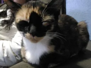Gato raça Sem raça definida idade 2 anos nome Ordinária