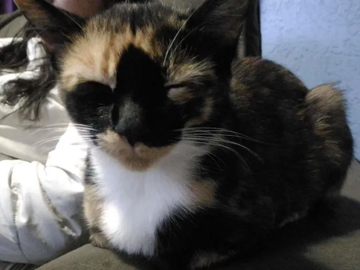 Gato ra a Sem raça definida idade 2 anos nome Ordinária