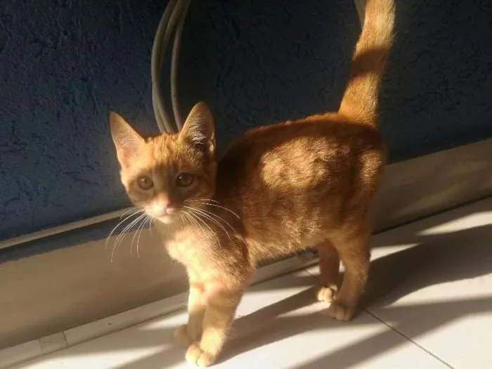 Gato ra a Sem raça definida idade 2 a 6 meses nome Maurício