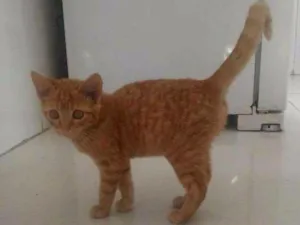 Gato raça Sem raça definida idade 2 a 6 meses nome Maurício
